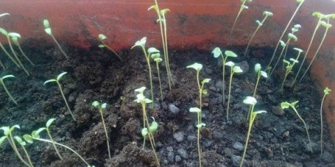 Sadnice kupusa ispružene: šta učiniti